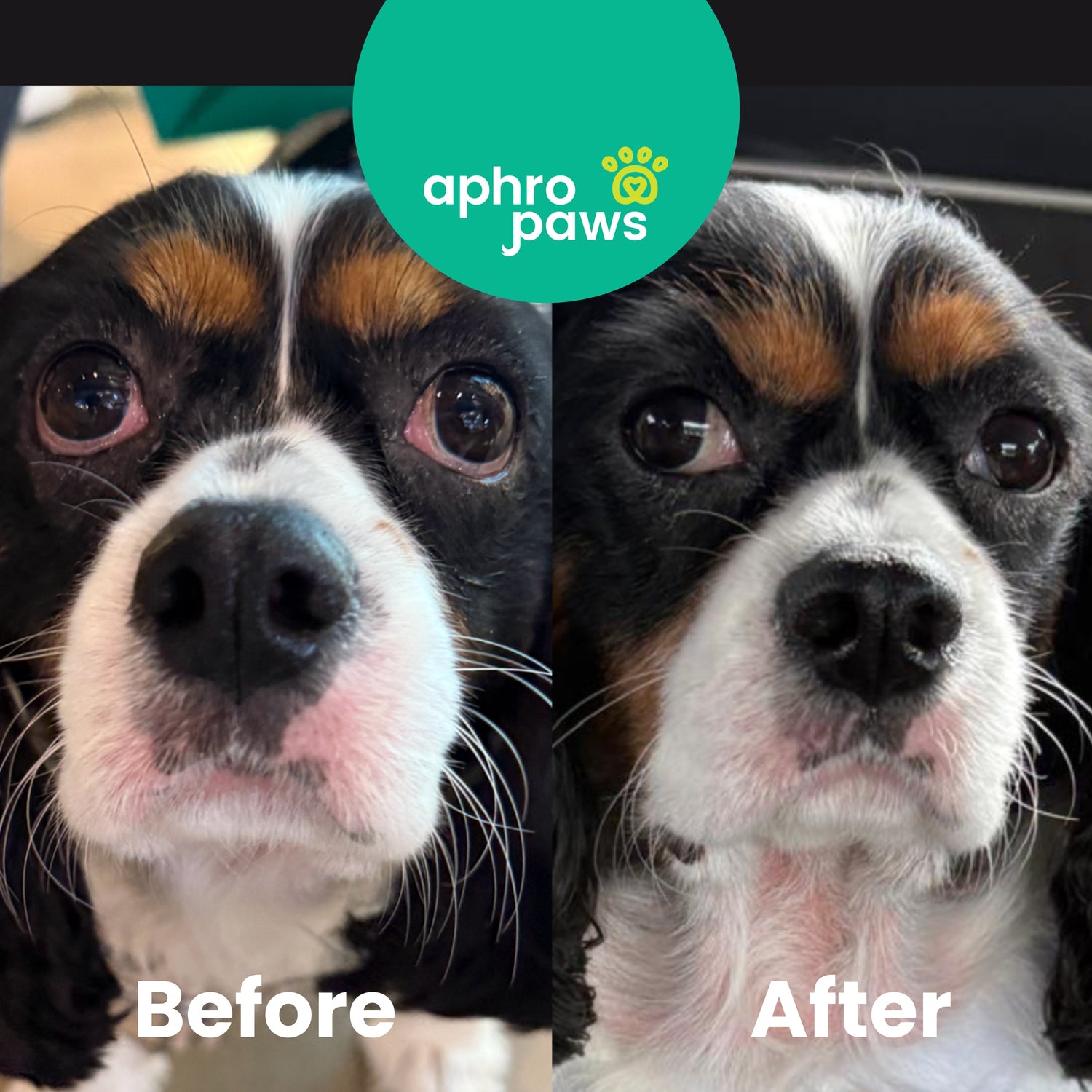 Dry Eyes and Discharge