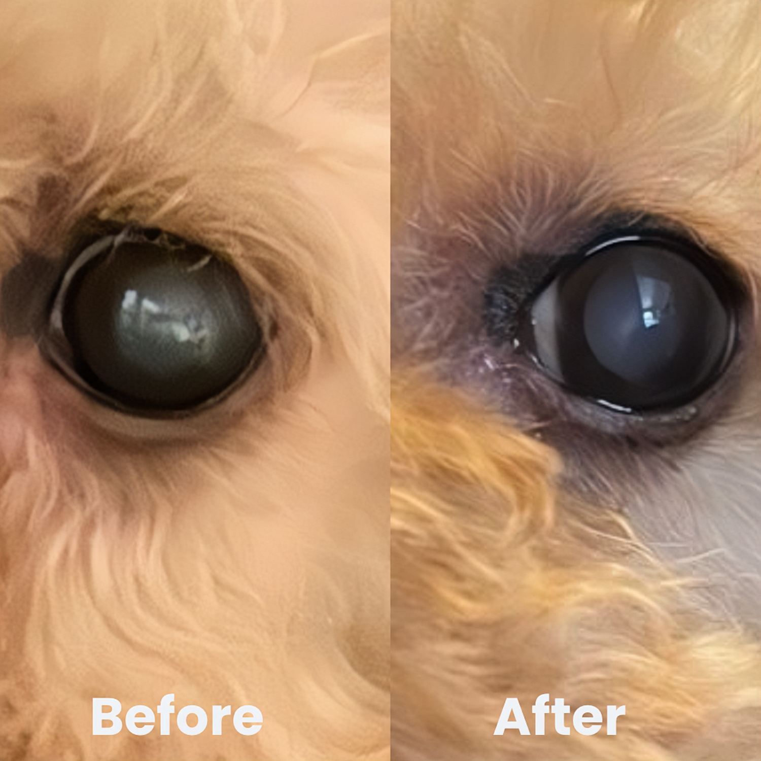 寵物天然眼藥水