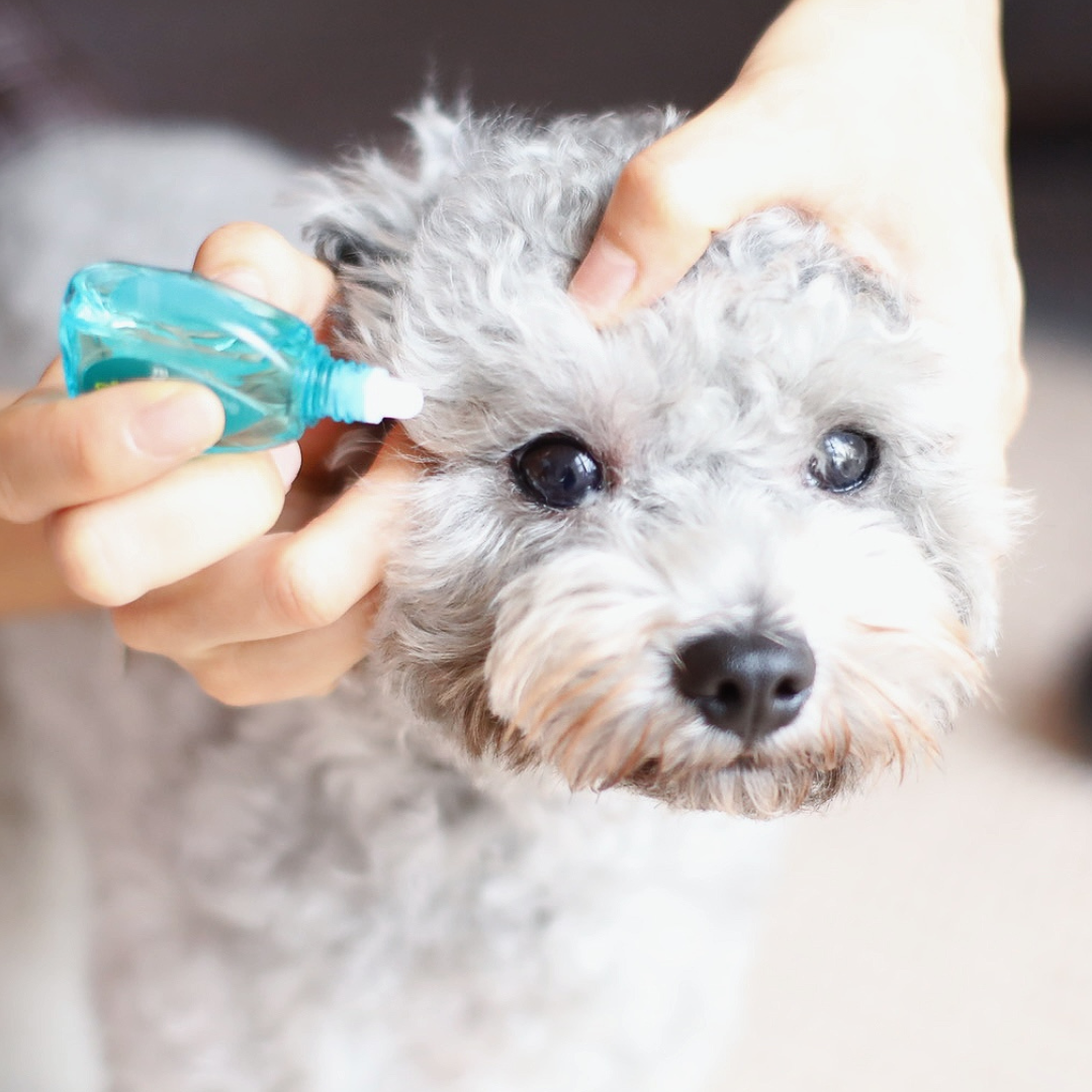 寵物天然眼藥水