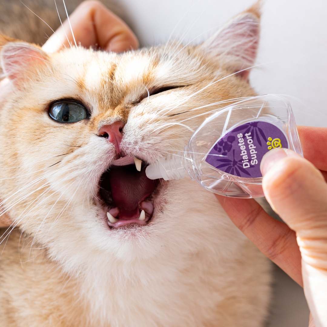 Diabetes Support